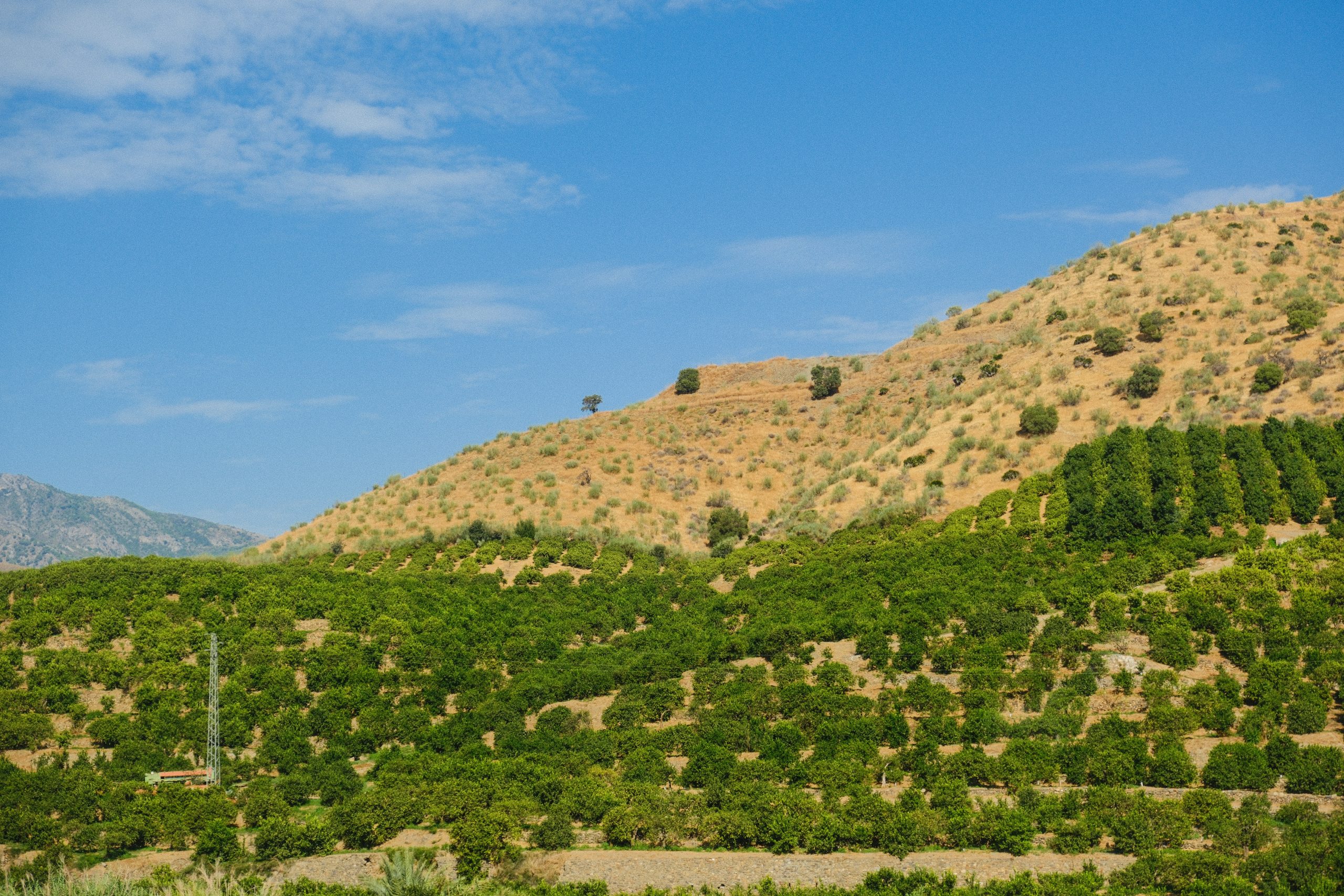 Green orchards on the dry, rolling hills of the inland Marina Alta near Alcalalí
