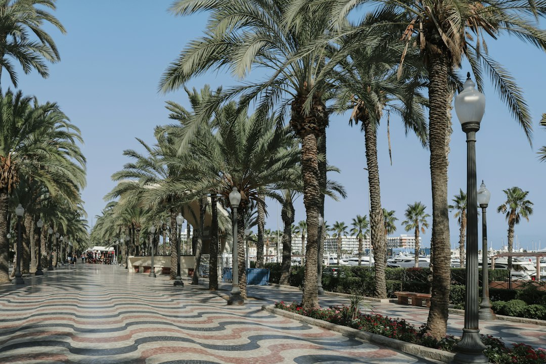 Palm-lined waterfront and beach in Alicante, Spain