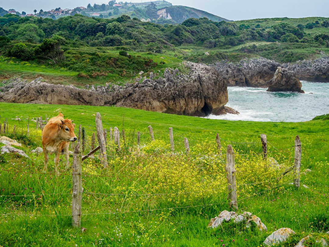 Lush green hills and coastal scenery in Asturias, northern Spain
