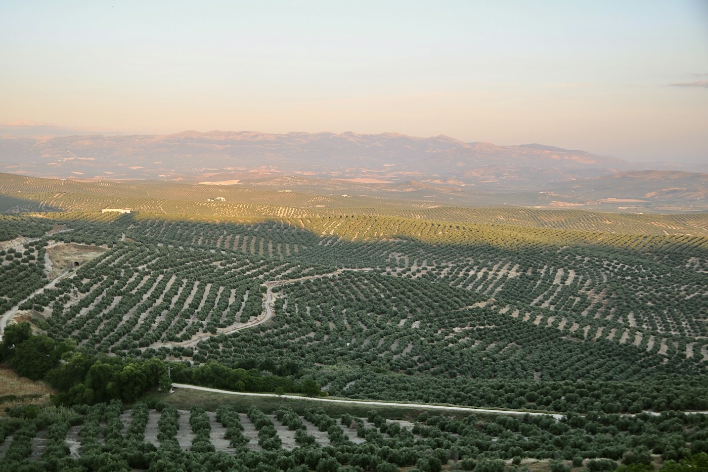 Sunlit olive groves across the hills of Jaén province near Bailén