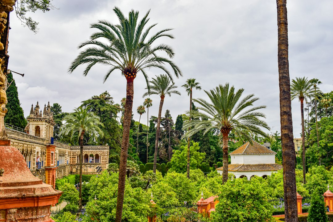 Sunlit Mediterranean garden with palm trees