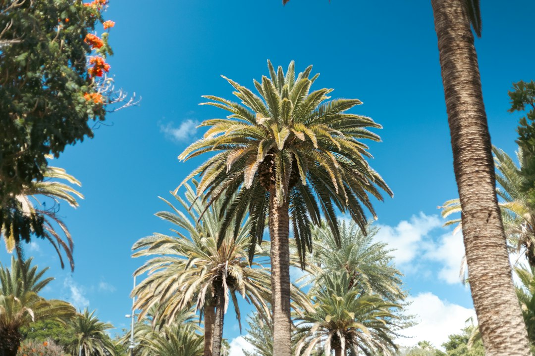 Palm trees and sunny Mediterranean coastal greenery