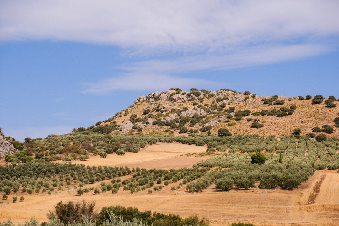 Sunlit Spanish countryside with rolling hills and olive trees