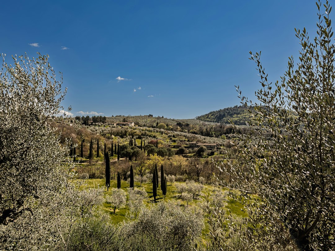 Rolling Spanish hills and olive groves under a bright sky
